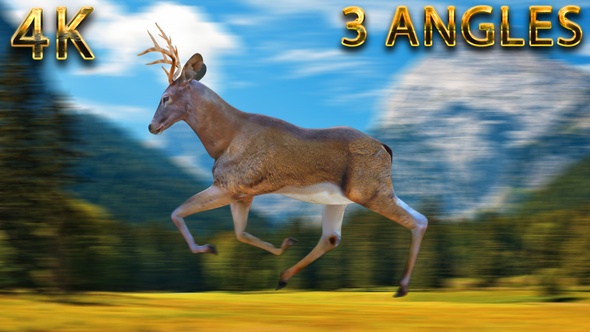 Deer running from 3 different angles