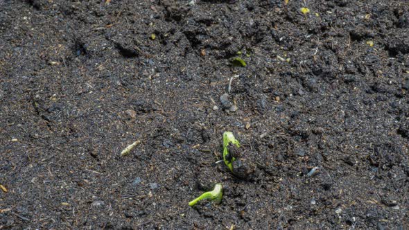 Growing Green Cucumber Plant Time Lapse