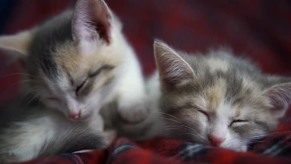 Grey Striped Kittens Wakes Up and Stretches