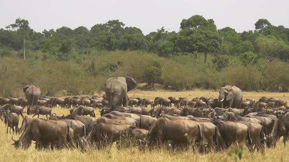 Wildebeests herd and three elephants