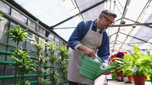 Side view of pensive grey haired florist man watering flowers
