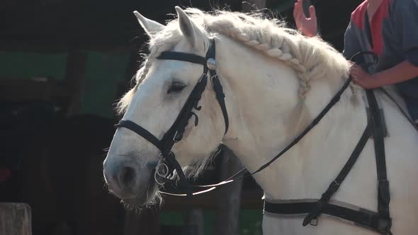 Portrait of Beautiful White Horse with Bridle