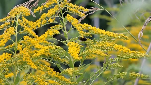 Insect Bumblebee Shrubs 2