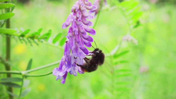 Bumblebee collects nectar from a flower and takes off, slow motion 250p