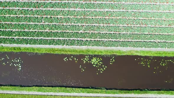 Aerial View of Tulip Bulb-Fields in Springtime, Holland, the Netherlands