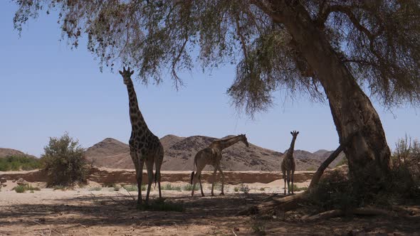 Herd of giraffe walking away from the shade of a tree