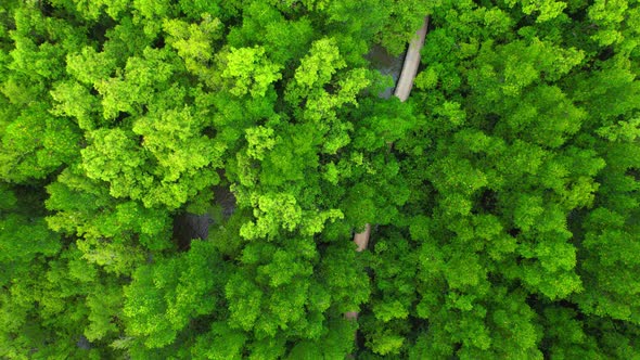 Aerial view over beautiful mangrove jungle