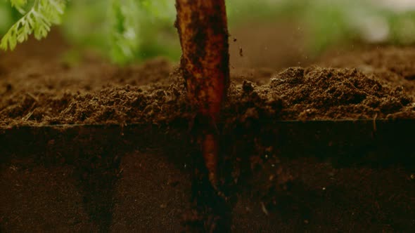 Slow motion, Close up of farm specialist worker