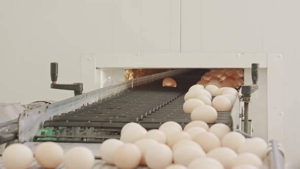 Eggs on a conveyor belt in a large chicken farm