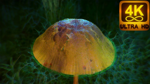 120 Bpm Music Audiovisual Video With Magic Mushroom Trippy Energy Wave. Magical Mushroom Trip