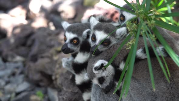 Ring-Tailed Lemurs Huddled Together Sleeping