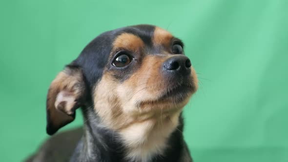 little funny dog on green screen, cute dog looking into camera, place for promotional text