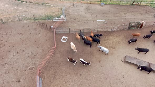 Rough bulls and steers zoom away.