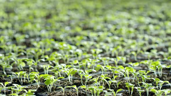 Green Seedlings