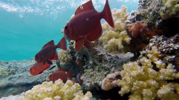 Underwater Colorful Tropical Bigeye Fish