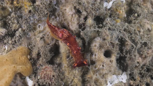 A Plocamopherus species of Sea Sluges across a underwater structure covered in soft marine weed.