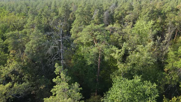 Trees in the Forest Aerial View. Slow Motion