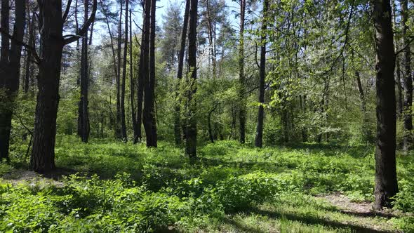 Green Forest During the Day Aerial View