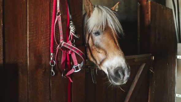 A Brown Horse With A Blond Mane Is Looking Through The Window Of The Stall