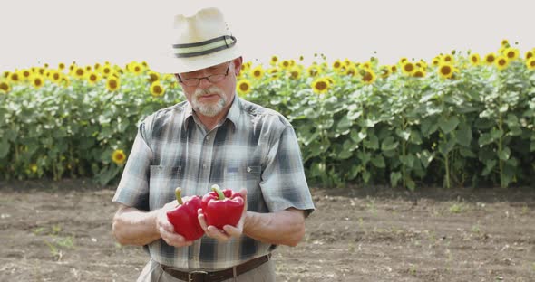 Happy Senior Farmer in Hat with Glasses Shows Red Peppers at Camera in Field