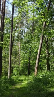 Vertical Video of a Forest with Trees