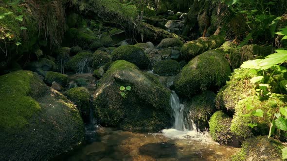 Moving Down To A Woodland Stream