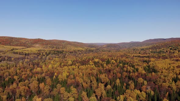 Aerial view of the autumn forest