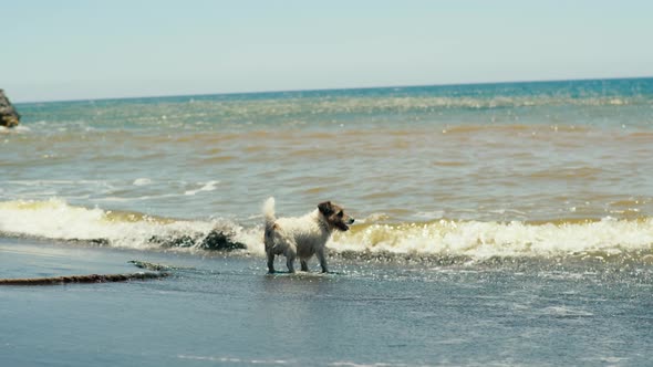 Dog Runs and Plays on the Seashore