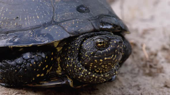 River Turtle Lies on Sand. European Pond Turtle Emys Orbicularis. Slow Motion