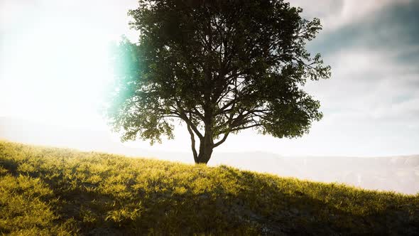 Panoramic Landscape with Lonely Tree Among Green Hills