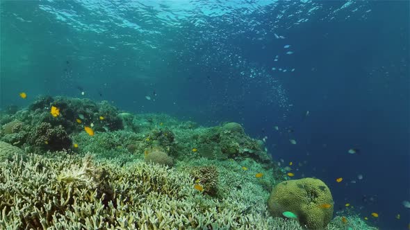 The Underwater World of a Coral Reef