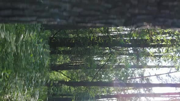 Vertical Video Aerial View Inside a Green Forest with Trees in Summer