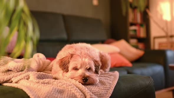 Sleepy dog on a couch 