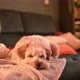 Sleepy dog on a couch  - VideoHive Item for Sale