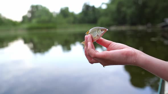 Fish in the hands close up. Close up view of nature fish held by a woman