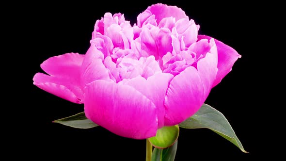 Time Lapse of Opening Beautiful Pink Peony Flowers
