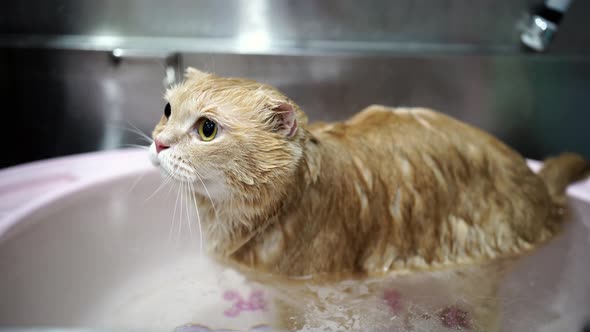 Wet obedient ginger cat in small basin in vet salon