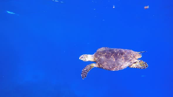 Turtle Swimming in Blue Sea