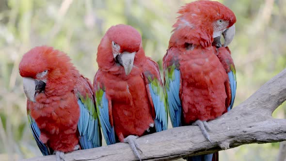 A Group of Three Ara Chloropterus Birds Sitting and Cleaning Their Plumage Feathers with a Wooded Ba