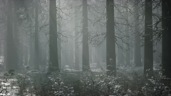 Winter Snowcovered Forest on a Cloudy Day