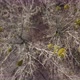 Aerial View From Above of Autumn Forest Gray Trees Bald Trees in Late Autumn - VideoHive Item for Sale