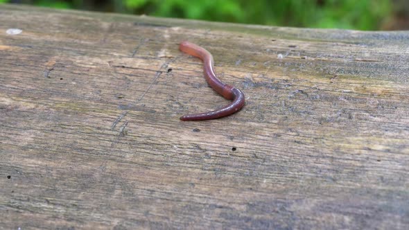 Earthworm in the Forest on a Tree Log. Long Worm Wriggles and Crawls.