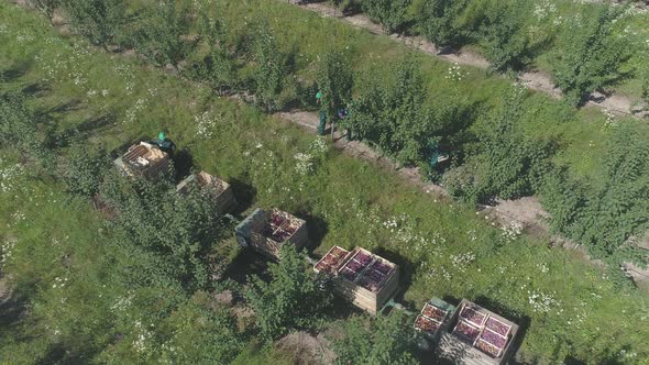 Aerial view of workers collecting apples