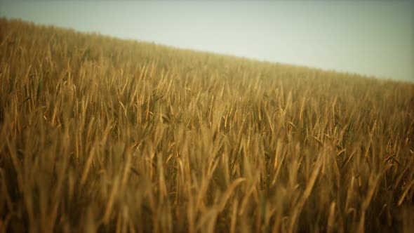 Dark Stormy Clouds Over Wheat Field