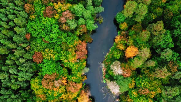 Top down view of river and forest in autumn, Poland
