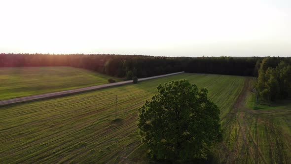 Flying Over Beautiful Country Side Landscape with Field and Trees, on Sunset, Aerial Shot, Drone