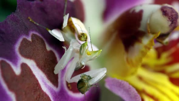 Macro shot of an Orchard Mantis eating another bug on a colorful flower.