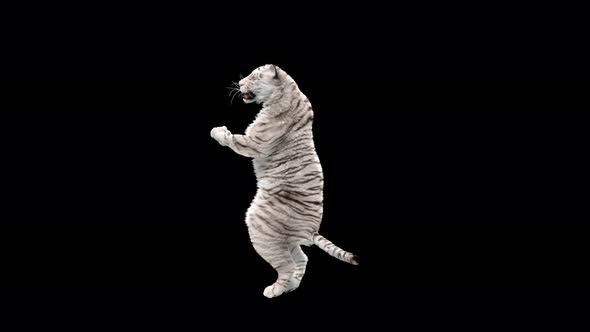 White Tiger Dancing 4K