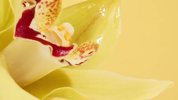 Beautiful Yellow Orchid Rotating on White Background and Cosmetic Pipette with Drops of Oil Macro