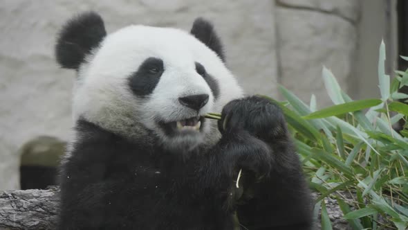 Panda Eat Juicy Bamboo Branches for Lunch